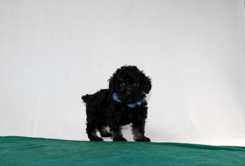 puppy, for, sale, Toy Poodle, Matthew B. Stoltzfus, dog, breeder, Gap, PA, dog-breeder, puppy-for-sale, forsale, nearby, find, puppyfind, locator, puppylocator, aca